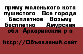 приму маленького кота пушистого - Все города Бесплатное » Возьму бесплатно   . Амурская обл.,Архаринский р-н